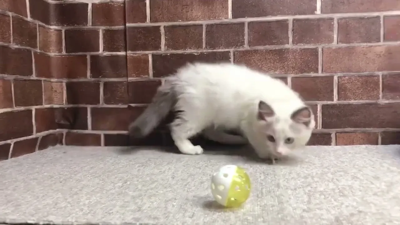 動画