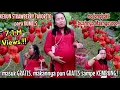 Download Lagu GREBEK KEBUN STRAWBERRY, BUAHNYA BESAR2 \u0026 SUPER MANIS.!