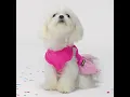 Celebrate in Style with This Festive Dog Dress