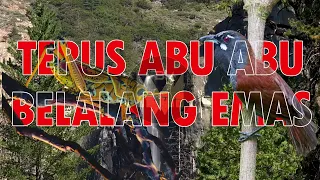 masteran tepus kepala abu vs belalang emas terbaru 2026 kasaran nembak tajam masteranmuraibatu