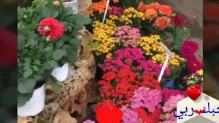 اللهم لك الحمد حمد الشاكرين اجمل دعاء يريح لقلب مع اجمل منظر طبيعي حالات وتساب طيور لبحر 