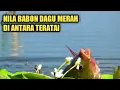 MANTAAP..!! SAYA MANCING IKAN NILA DI WADUK LOWAYU DAPAT BABON BABON, TAPI.....