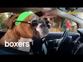 The Ultimate Collection of Boxer Dogs