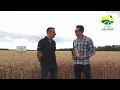 Download Lagu Hondia - najpopularniejsza pszenica ozima w Polsce