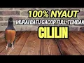 Download Lagu Murai batu gacor full tembakan cililin@kicauhabis