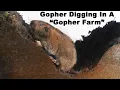 Watch a Gopher dig tunnels in the Gopher Farm Live Trapping Gophers - Mousetrap Monday