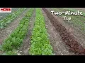 MAKE PERFECTLY STRAIGHT GARDEN ROWS