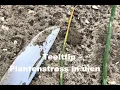 Download Lagu Teelttip - Plantenstress in uien