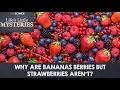 Why Are Bananas Berries But Strawberries Aren t
