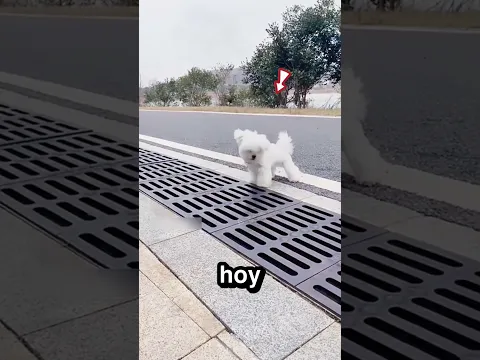 Este perrito saltó con todo su valor 🐶 💨