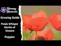 Blooming Memories - Nurturing Poppies
