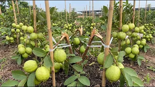 π΄ LIVE π± Amazing Guava Cutting Propagation Method | Grow New Guava Trees Faster! #livestream #live