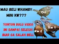 Whambi mini KW/Burung Tepus lurik