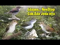 Download Lagu Suara Pikat Burung Planduk Dada Putih Alias Burung Minta Duit