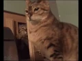 Funny cat gif