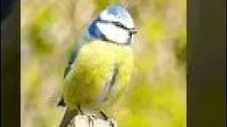 طائر قرقف ازرق Eurasian Blue Tit 