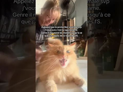 Taper mon chat. ( appelez pas la police svp)