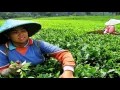 Download Lagu Mijn Lief Java (Rudi van Dalm)
