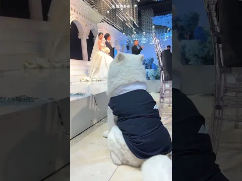 She Took Her Dog to Her Wedding 🐶👰❤️