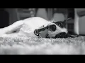 San Francisco SPCA Making Pets and People Better Together for 150 Years