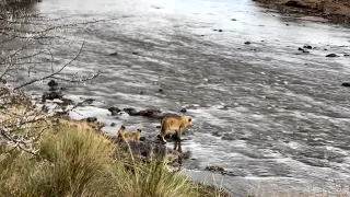 Lioness faces a terrifying choice to save her cubs
