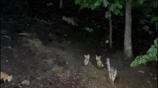 FISHING WITH BABY FOXES Must see