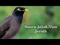 Download Lagu suara JALAK NIAS terbaik, cocok untuk MASTERAN