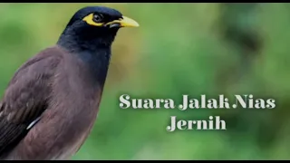 Download suara JALAK NIAS terbaik, cocok untuk MASTERAN MP3