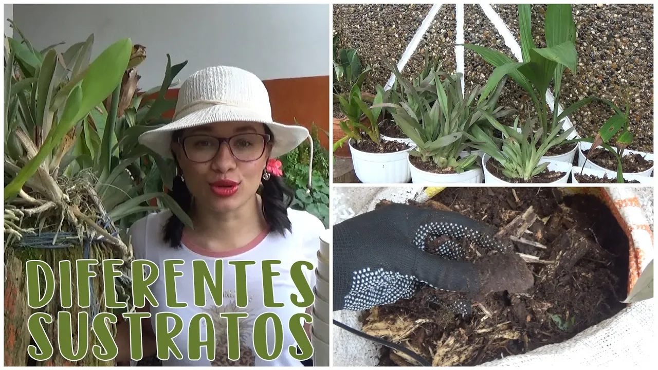 CAMBIANDO EL SUSTRATO A MIS ORQUÍDEAS│CANDY BU
