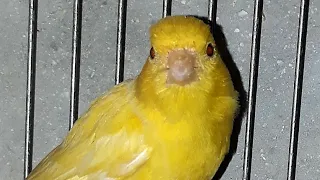 كنارى كناري كنار قصة كناري من البيضة إلى البلوغ 