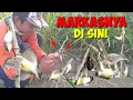 Download Lagu Trik Cepat Mikat Burung Ciblek Praktis Dn Simpet