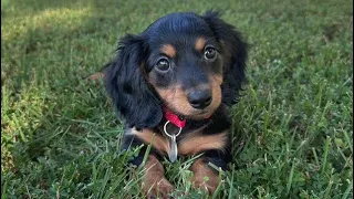 Introducing Roxy - Our long haired miniature dachshund