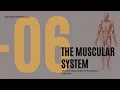 Chapter 6 The Muscular System