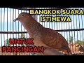 Download Lagu PERKUTUT BANGKOK SUARA ISTIMEWA UNTUK PANCINGAN BIKIN PERKUTUT BANGKOK GACOR SEMUA  MP3