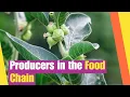 Producers in the Food Chain for Kids What are the characteristics of producers Photosynthesis