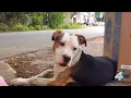 Animal services advocate options for struggling pet owners to prevent animal abandonment