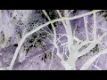 ivri - SPLIT (SHE IS NOT ME) (Visualizer)