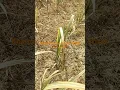 Kharpatbar nasak Swal company ki Trisuk ka 100%reault #farming #amroha #kisanadda #kisankisoch
