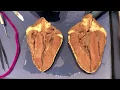 Demonstration Sheep Heart Dissection