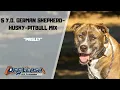 GERMAN SHEPHERD HUSKY PITBULL MIX DOG TRAINING