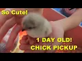 CHICK PICKUP 11 Breeds