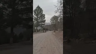 إيمي نوارگ نواحي مسفران جماعة تيلوگيت بأزيلال 