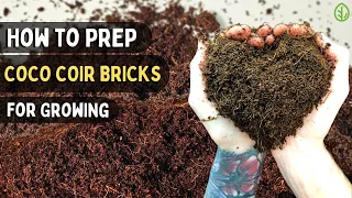 How to Prepare Coco Coir Bricks for Microgreens Gardening Step by Step