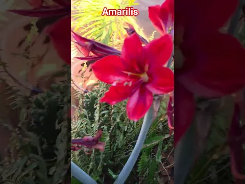 posso plantar amarilis no solo ou vaso ???