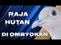 Lagu NGERI SANGAT LUAR BIASA,,, DAPAT BURUNG RAJA HUTAN DI OMBYOKAN YANG SANGAT BERKWALITAS