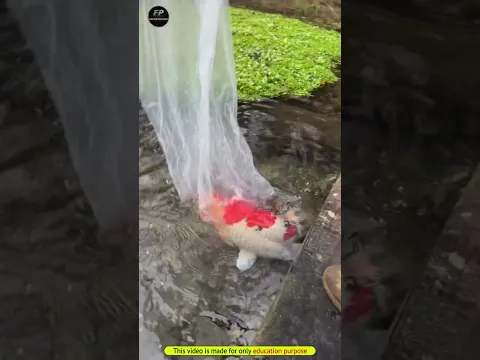 es machali ko koi nhi kha sakta | #fish #shortvideo