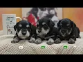 What No Furrever Homes
