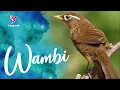 Download Lagu Pancingan Masteran Wambi Durasi Panjang Efektif Pancing Lwan Agar Nyaut Emosi Gacor