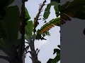 Download Lagu Cocok tanam 06 Pohon pisang saat mau gagal segera ambil anaknya agar tidak gagal apakah berhasil