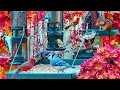 Download Lagu 🔴LIVE Cottage Garden Bird Feeder: Cardinals, Woodpeckers, Song Birds, Bees, Chipmunks, Sleep